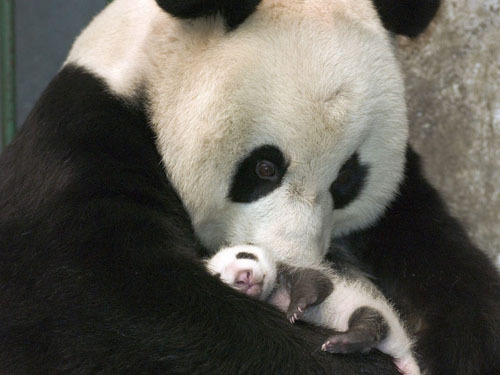 panda bear cubs