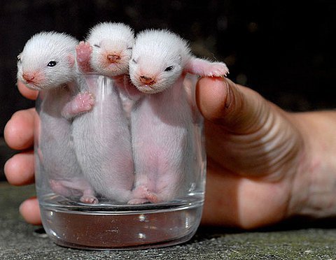 baby ferrets