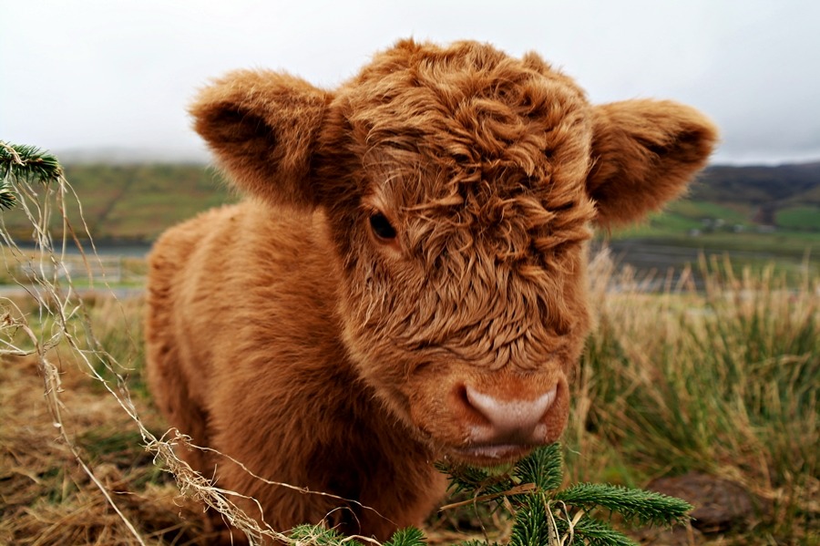 highland cow calf