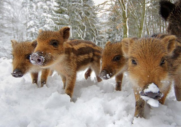 cute baby boars
